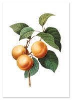 Plakat cyfrowy do wydruku retro morela