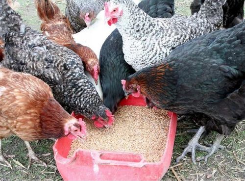 Zanęta 20 kg Zanęta Mączka Rybna na Arena.pl