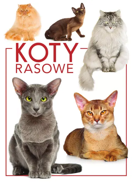 Koty rasowe zdjęcie 2