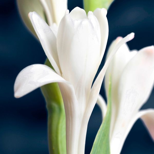 Yodeyma Yode Woda Perfumowana Dla Kobiet 100ml zdjęcie 4