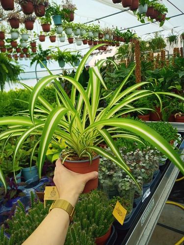 Zielistek Chlorophytum comosum Variegatum Zielistka na Arena.pl