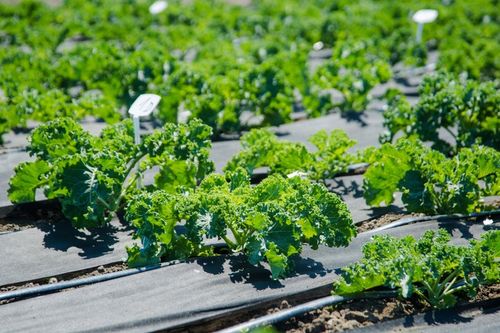 AGROWŁÓKNINA UV P-150G/M2 1,6x20m CZARNA GRUBA!!! na Arena.pl