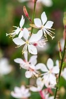 Gaura Lindheimera Graceful White - Gaura lindheimeri