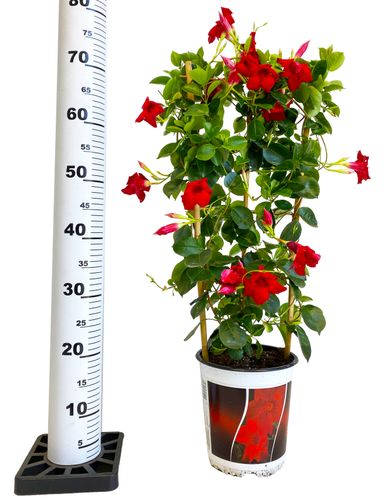 SANDEVILLA (SUNDAVILLE) CZERWONA 75cm na Arena.pl