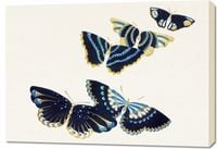 Obraz 100x70cm Butterfly 17, Sekka Japoński Vintage do Salonu