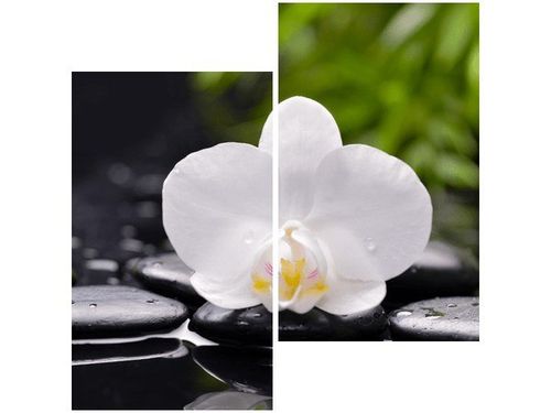 60X60CM BIAŁA ORCHIDEA DWU OBRAZ ŚCIAN na Arena.pl