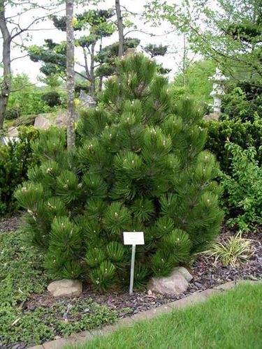 Sosna bośniacka Compact Gem C3 na Arena.pl