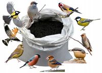 Słonecznik czarny 20 kg