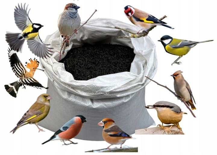 Słonecznik czarny 20 kg zdjęcie 1