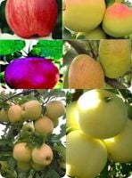 JABŁOŃ Pakiet 6 sztuki - sadzonki 110 / 140 cm