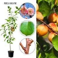 Morela Harlayne soczyste morele do jedzenia 100-150 cm