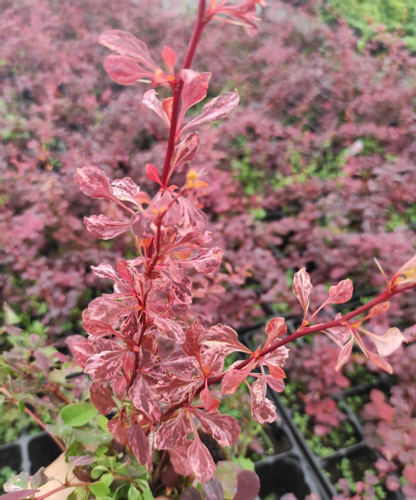 Berberys Thunberga SILVER BEAUTY 10-30cm Srebrna Elegancja do Ogrodu na Arena.pl