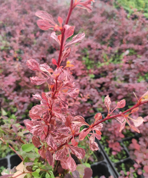 Berberys Thunberga SILVER BEAUTY 10-30cm Srebrna Elegancja do Ogrodu zdjęcie 2