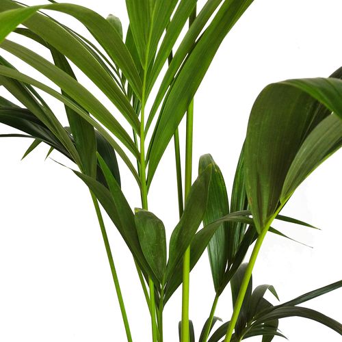 PALMA KENTIA (Kencja, Howea) 160 cm na Arena.pl