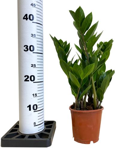 ZAMIOKULKAS (ZAMIOCULCAS) 45cm na Arena.pl