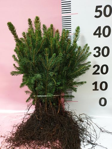 Świerk srebrny sadzonki 4 latek cm SZKÓŁKOWANY na Arena.pl