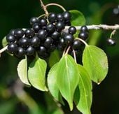 SZAKŁAK POSPOLITY Rhamnus catharticus NASIONA 700 sztuk - 10g.