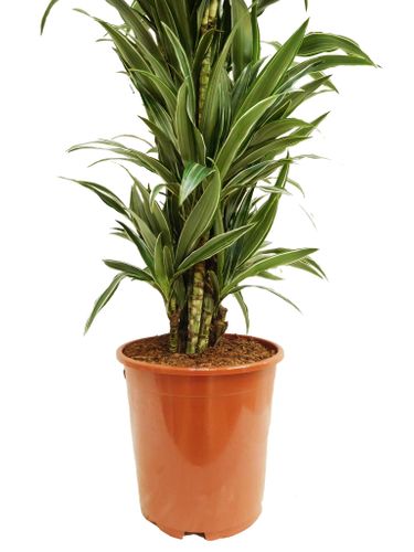 DRACENA WARNECKI 105 cm na Arena.pl