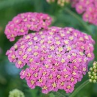 Krwawnik pospolity SKYSAIL BRIGHT PINK Niski P11