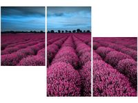 OBRAZ LAWENDOWY NCUSKI KRAJOBRAZ