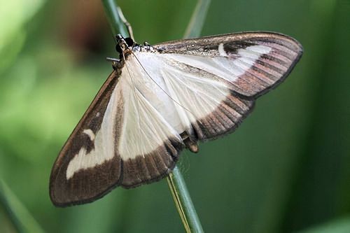 Feromon CDP do zwalczania ćmy bukszpanowej - PROPHER - 5 sztuk na Arena.pl