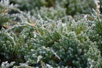 Jałowiec łuskowy Blue Carpet - Juniperus squamata