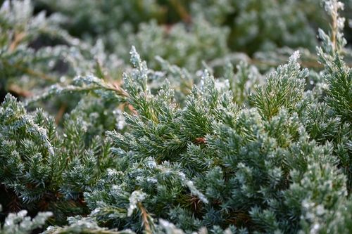 Jałowiec łuskowy Blue Carpet - Juniperus squamata na Arena.pl