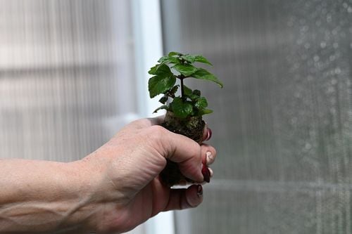Pysznogłówka ogrodowa  Bee-Merry - Monarda hybrida na Arena.pl