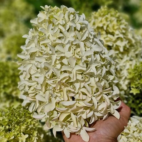 Hortensja bukietowa SKYFALL Frenne Ogromne Białe kwiaty Duże sadzonki 3L na Arena.pl