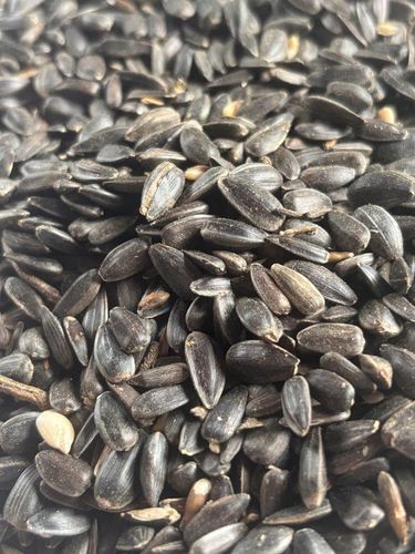 Słonecznik czarny 14 kg karma dla papug ziarno dla ptaków GRTIS kula tluszc na Arena.pl