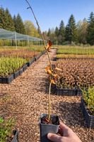 Buk purpurowy sadzonki na żywopłot - Fagus sylvatica purpurea doniczka P9