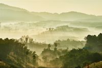 Fototapeta Pejzaż Las we Mgle Natura do Salonu 400x280