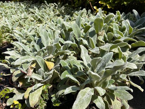 Czyściec wełnisty (Stachys byzantina) P13 na Arena.pl