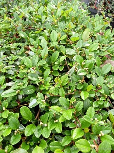 Irga płożąca Major zimozielony na skalniak i rabaty na Arena.pl