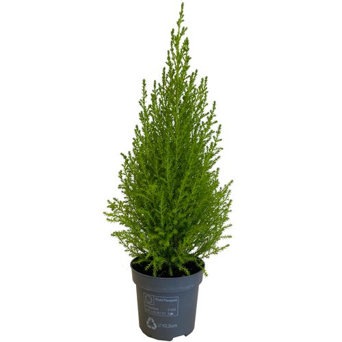 Cyprys Goldcrest Wilma 40 cm na Arena.pl