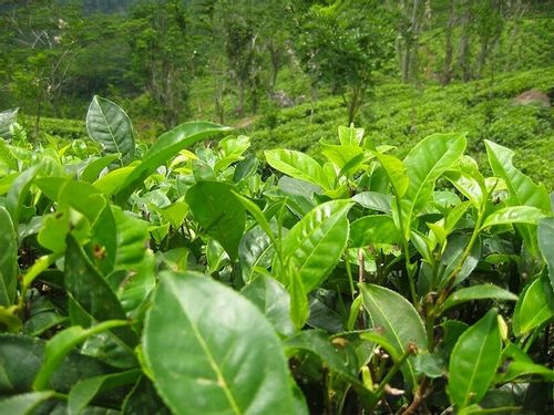 Herbata chińska camellia sinensis C1 na Arena.pl