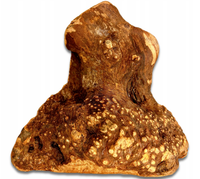 BIOTOP Korzeń wrzośca naturalny twardy gryzak psa wrzosiec 500-750g XL