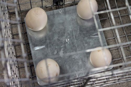 żywołapka pułapka na lisa kune kota 150 cm duża na Arena.pl