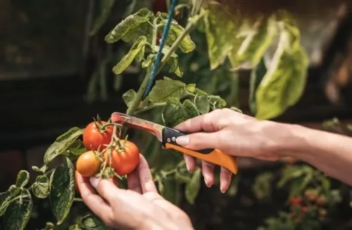 FISKARS / Nóż składany X-series K80 / Idealny do zbioru warzyw i owoców na Arena.pl
