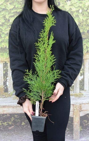 Tuja SZMARAGD 30-50cm Najlepsza Sadzonka Na Żywopłot Drzewko zdjęcie 4