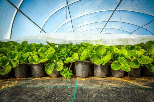 Agrotkanina mata pod kamień korę 4 m x 5 m Mocna na Arena.pl