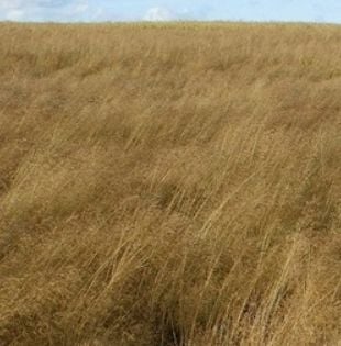 LENTIPUR 1L na chwasty zdjęcie 3