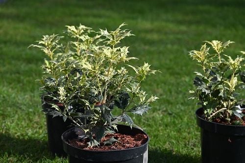 Osmantus o ciekawym wybarwieniu i zimozielony na Arena.pl