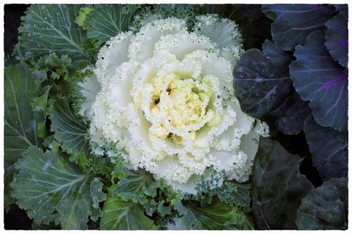 Kapusta ozdobna ZESTAW 8szt sadzonek MIX KOLORÓW na jesień i zimę na Arena.pl