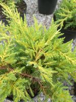 Jałowiec Gold Star sadzonka skarpy rabata