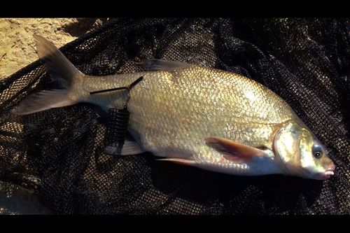 WĘDKA GRUNTOWA MISTRALL ZINO FEEDER 3,30m / 120g na Arena.pl