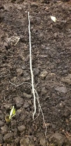 WIĄZ POLNY - sadzonki 50 / 80 cm na Arena.pl