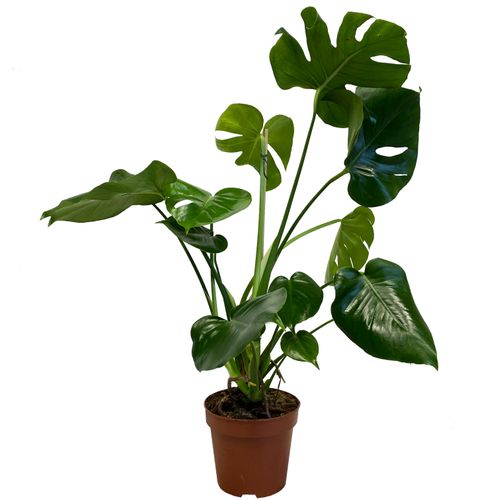 Filodendron MONSTERA 65 cm na Arena.pl