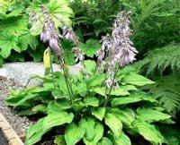 FUNKIA fortunei Aureomaculata - sadzonki w don.