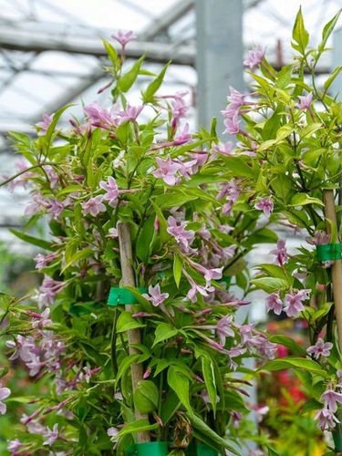 JAŚMIN STEFANA - CUDOWNIE PACHNĄCE PNĄCZE - 3 LETNIA SADZONKA 40-50CM na Arena.pl